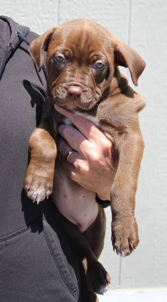 A baby extra large-sized female Mastiff dog named Feta for adoption in Vacaville, CA