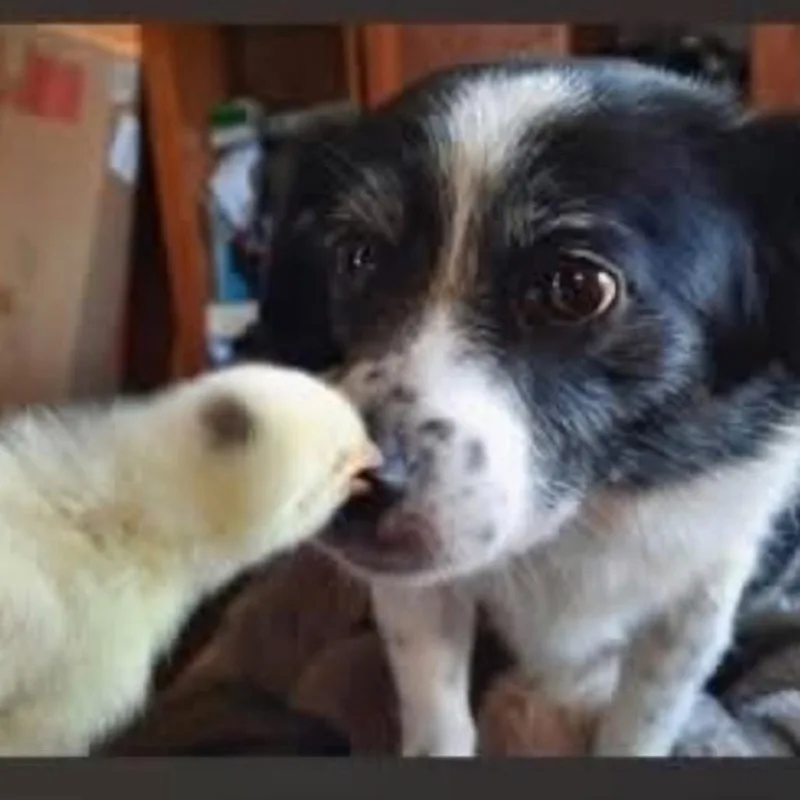 A senior medium-sized female Black Australian Shepherd dog named Annabelle for adoption in Spring Hill, KS