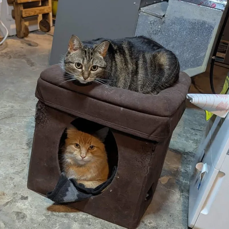 Handsome Squidward& Fiona