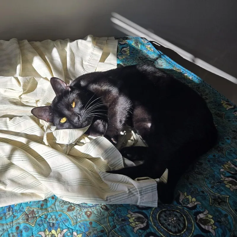 An adult medium-sized male Black Domestic Short Hair cat named Levi for adoption in Duxbury, MA