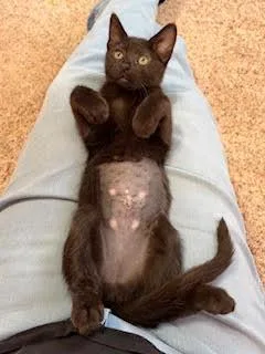 A baby small-sized female Black Domestic Short Hair cat named Gretchen Wieners for adoption in Portland, OR