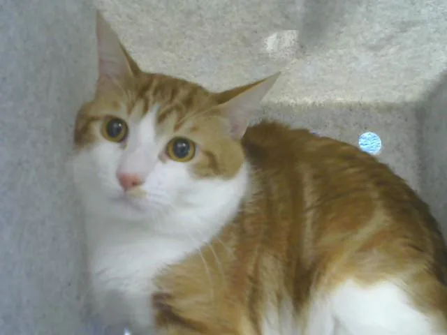 A young medium-sized male Domestic Short Hair cat named Samule for adoption in Albuquerque, NM