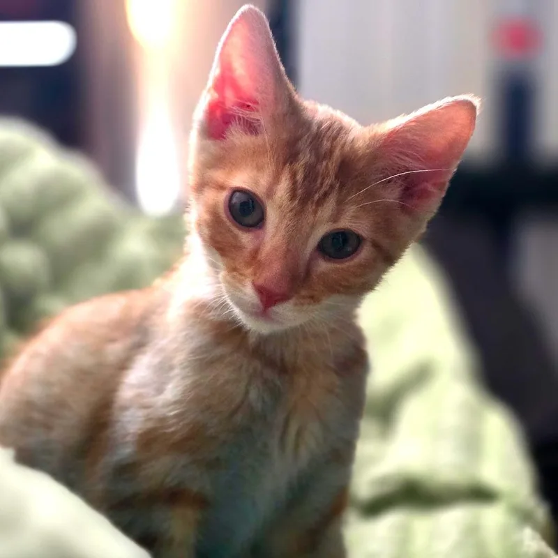 A baby small-sized male Orange / Red Domestic Short Hair cat named Dobby for adoption in Elizabeth City, NC
