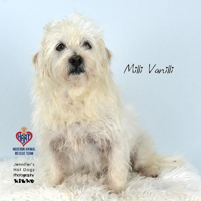 Milli Vanilli thumbnail 2