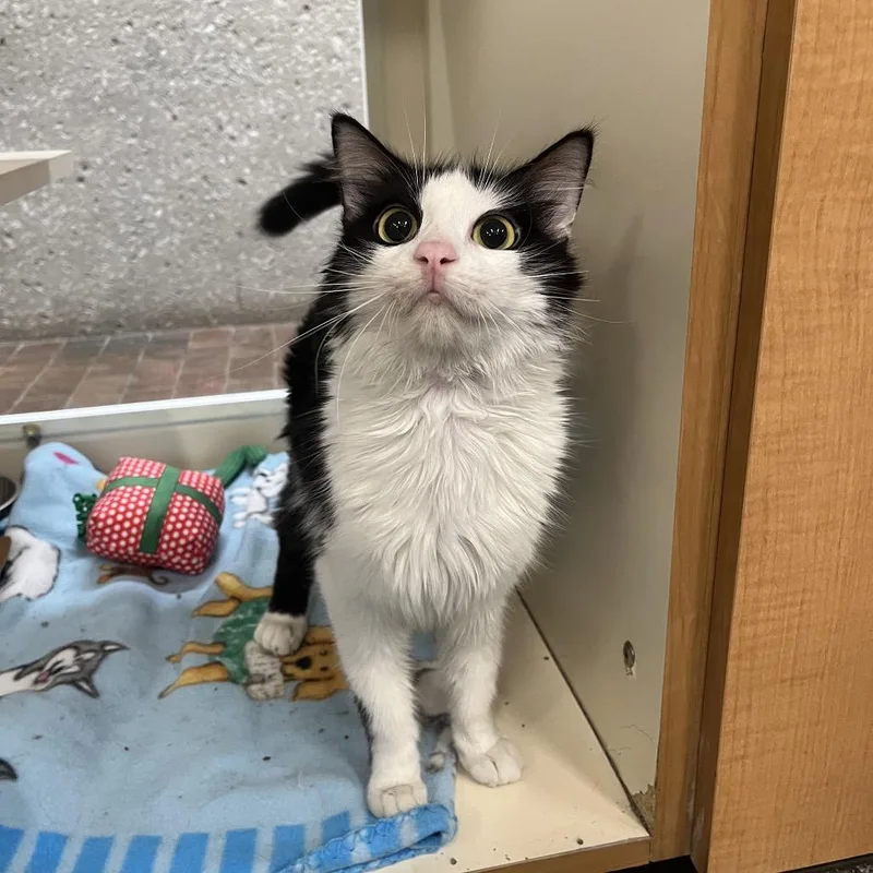 An adult medium-sized female Black Domestic Short Hair cat named Meadow for adoption in Hinsdale, IL