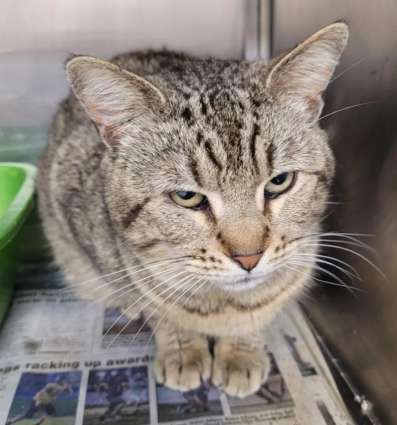 An adult large-sized male Domestic Short Hair cat named Astro for adoption in Hopkinsville, KY