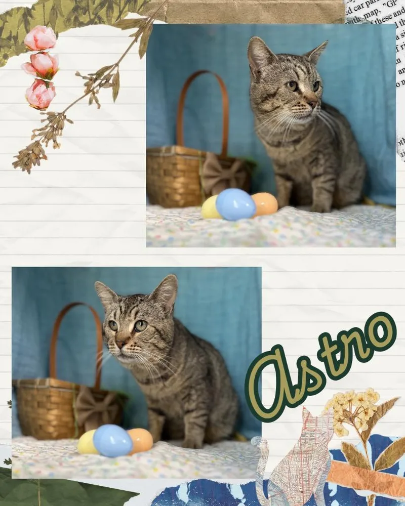 Astro thumbnail 3