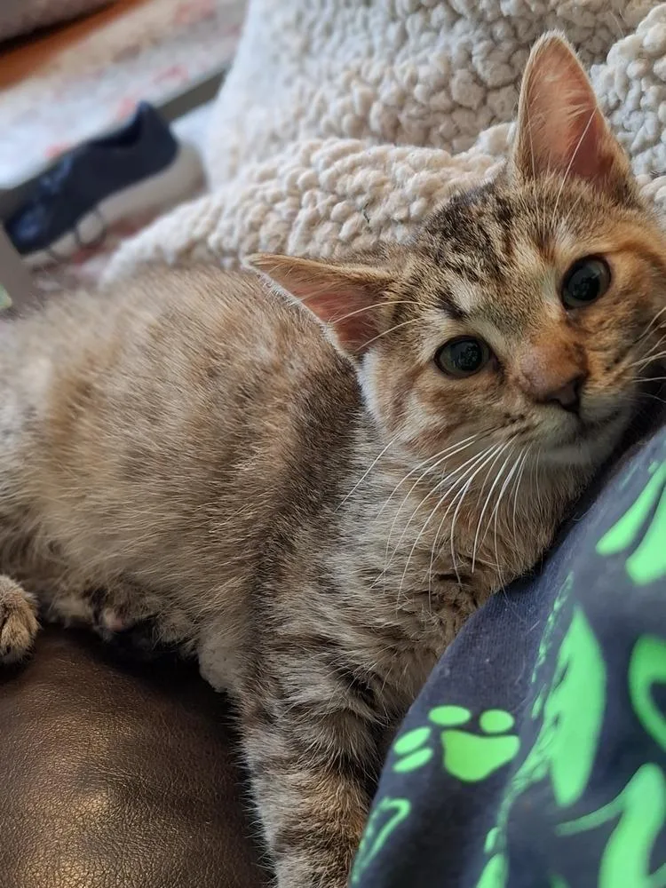 A baby small-sized female Tabby (Brown / Chocolate) Domestic Short Hair cat named Nubbins for adoption in Lewisburg, TN