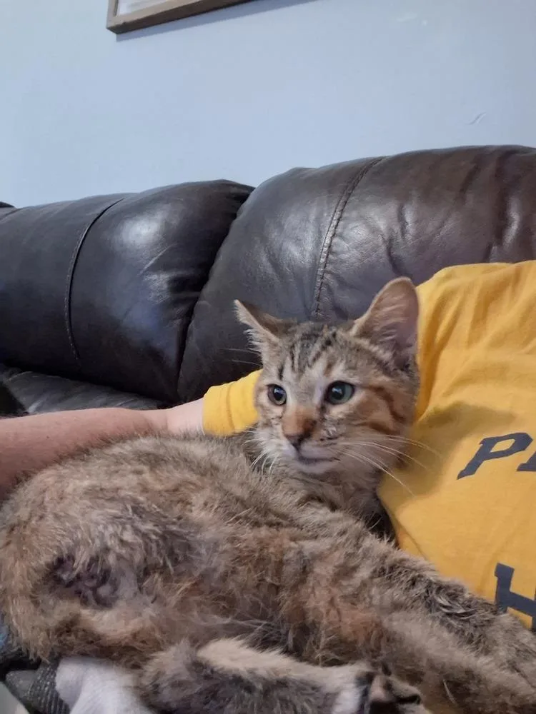 Nubbins thumbnail 2