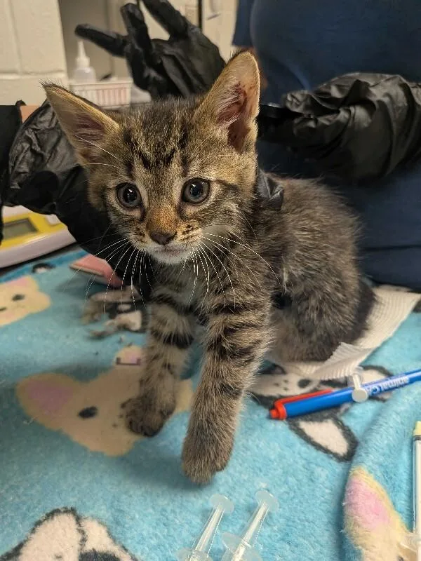 A young small-sized male Tabby (Brown / Chocolate) Domestic Short Hair cat named Gelato for adoption in Cincinnati, OH