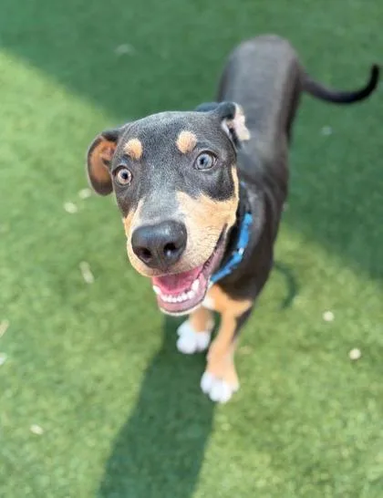 A baby large-sized male Doberman Pinscher dog named Archie for adoption in Morton Grove, IL