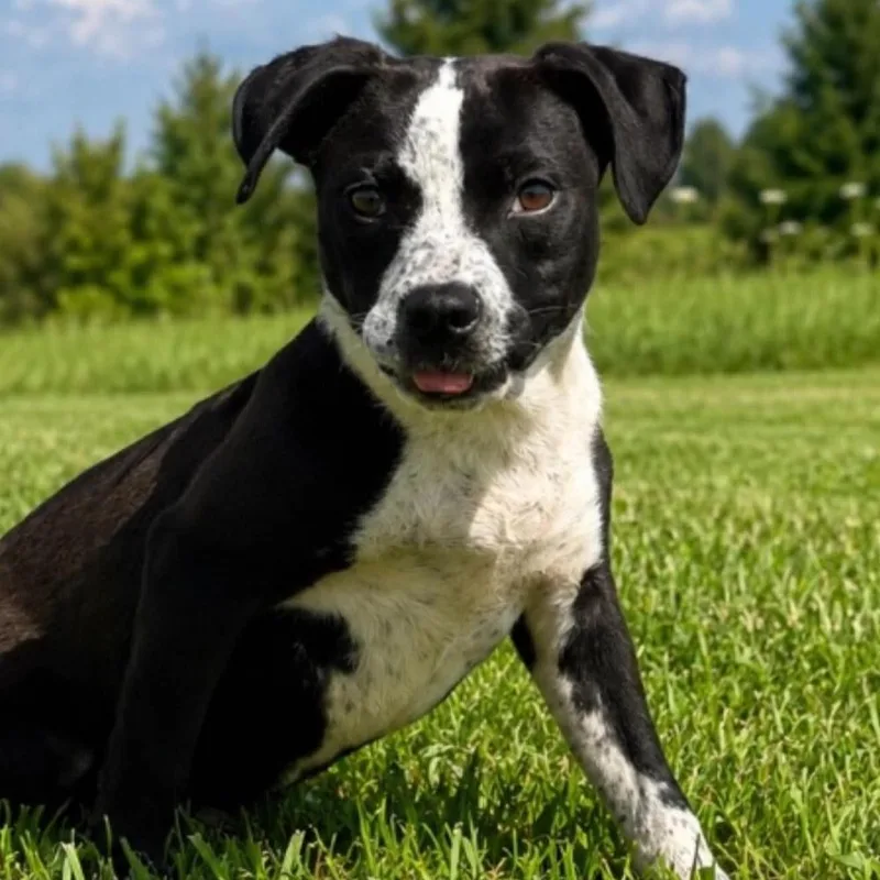A young medium-sized male Cattle Dog dog named Drake for adoption in Naperville, IL
