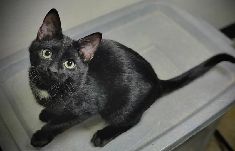 A baby medium-sized male Black Domestic Short Hair cat named Glitch & Grommet for adoption in Cary, NC