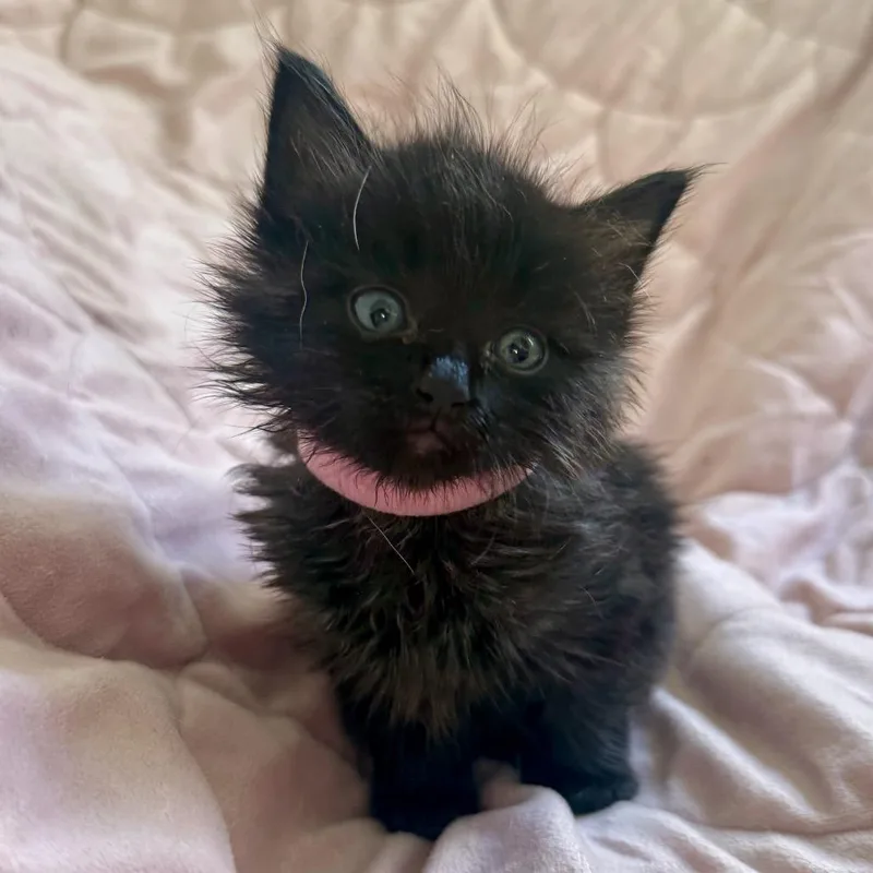 A baby small-sized female Black Domestic Medium Hair cat named Harper Lee for adoption in Los Angeles, CA