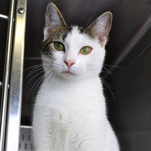A young small-sized female White Domestic Short Hair cat named Zara for adoption in Hopkinton, MA