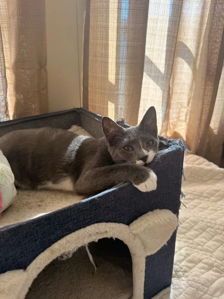 A young medium-sized male Gray & White American Bobtail cat named Roo for adoption in Ruskin, FL