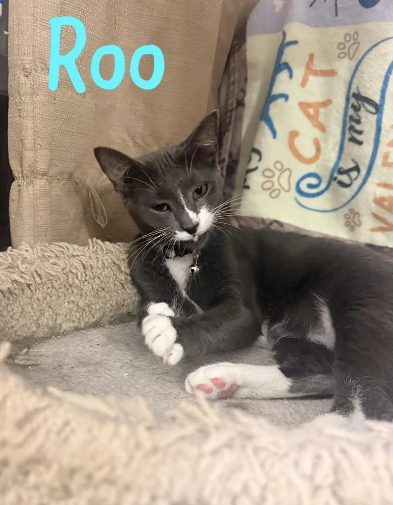 Roo thumbnail 3