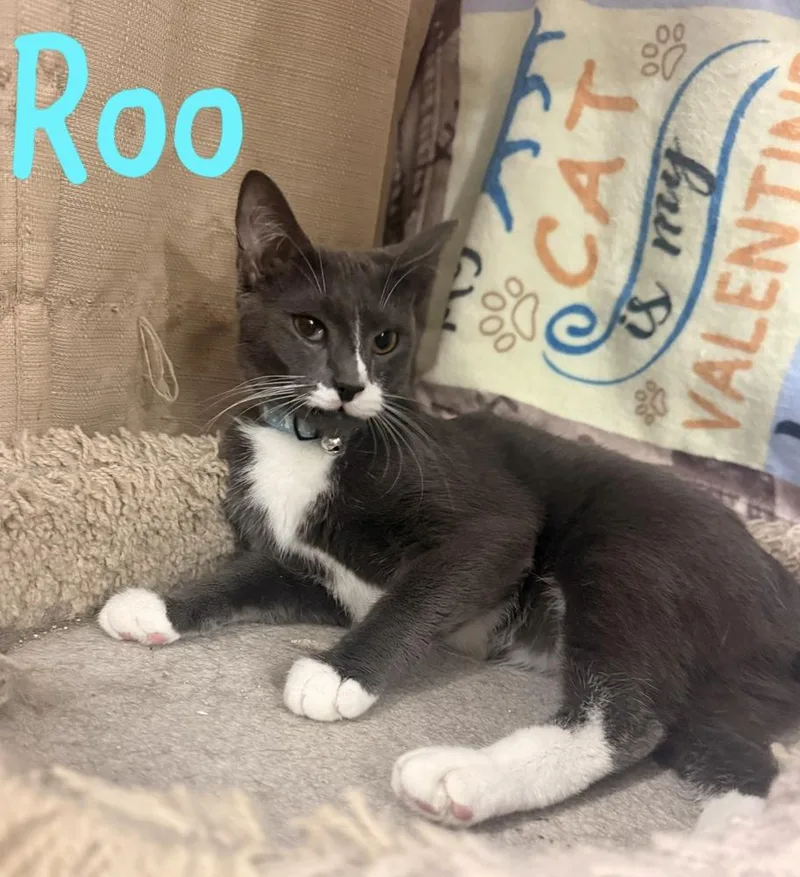 Roo thumbnail 6