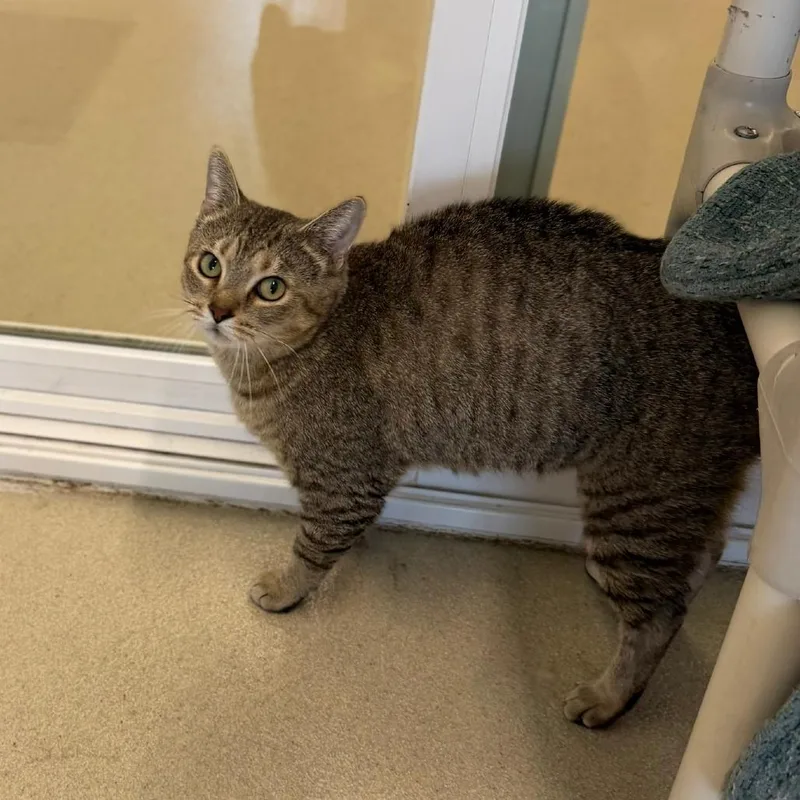 An adult large-sized female Brown / Chocolate Domestic Short Hair cat named Piper for adoption in Fredericksburg, VA