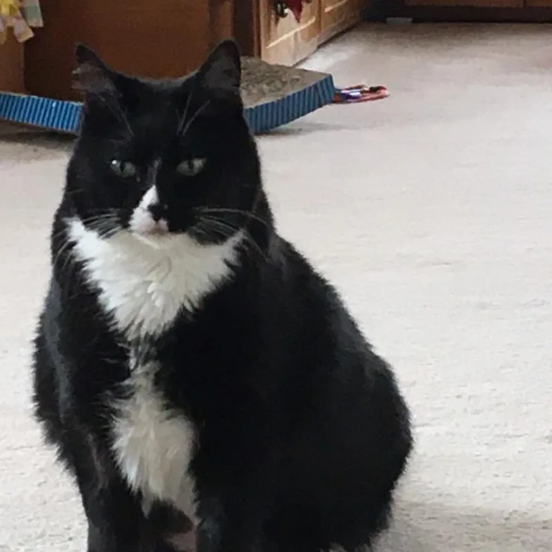 A senior large-sized female Black Domestic Short Hair cat named Baby for adoption in Kanab, UT