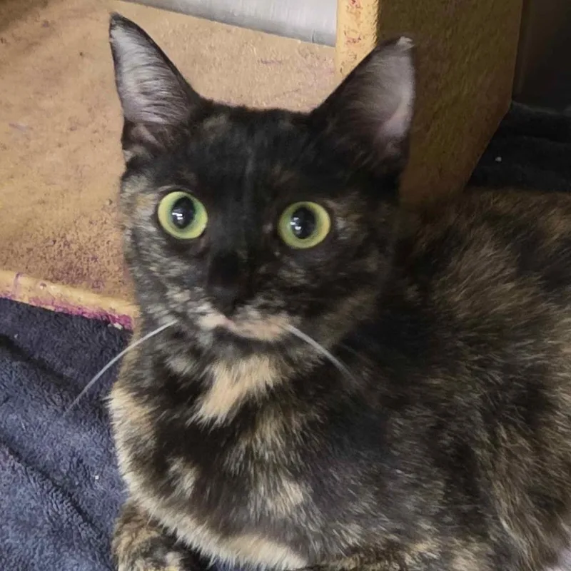 An adult medium-sized female Tortoiseshell Domestic Short Hair cat named Bonnie for adoption in Matteson, IL