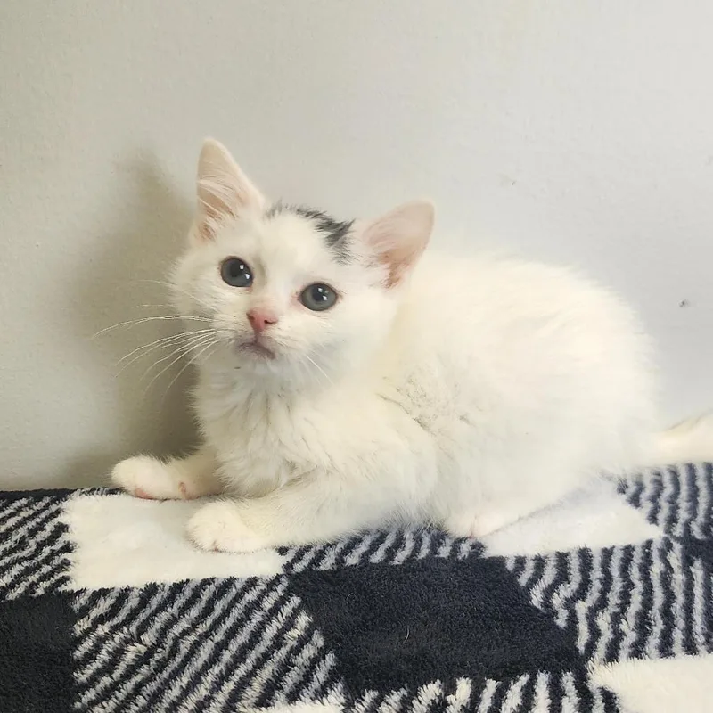 A baby small-sized female White Domestic Short Hair cat named Frida for adoption in Toledo, OH