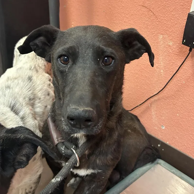 An adult medium-sized female Black Cardigan Welsh Corgi dog named Santana for adoption in Flagstaff, AZ