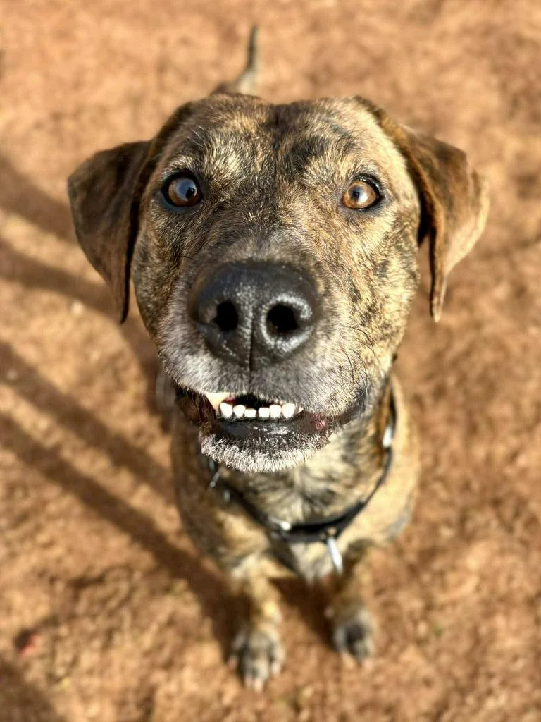 Slinky Dog thumbnail 2