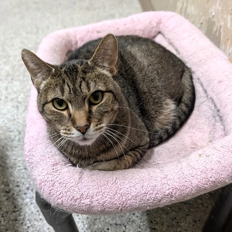 An adult medium-sized male Tabby cat named Nacho for adoption in Wilmington, OH