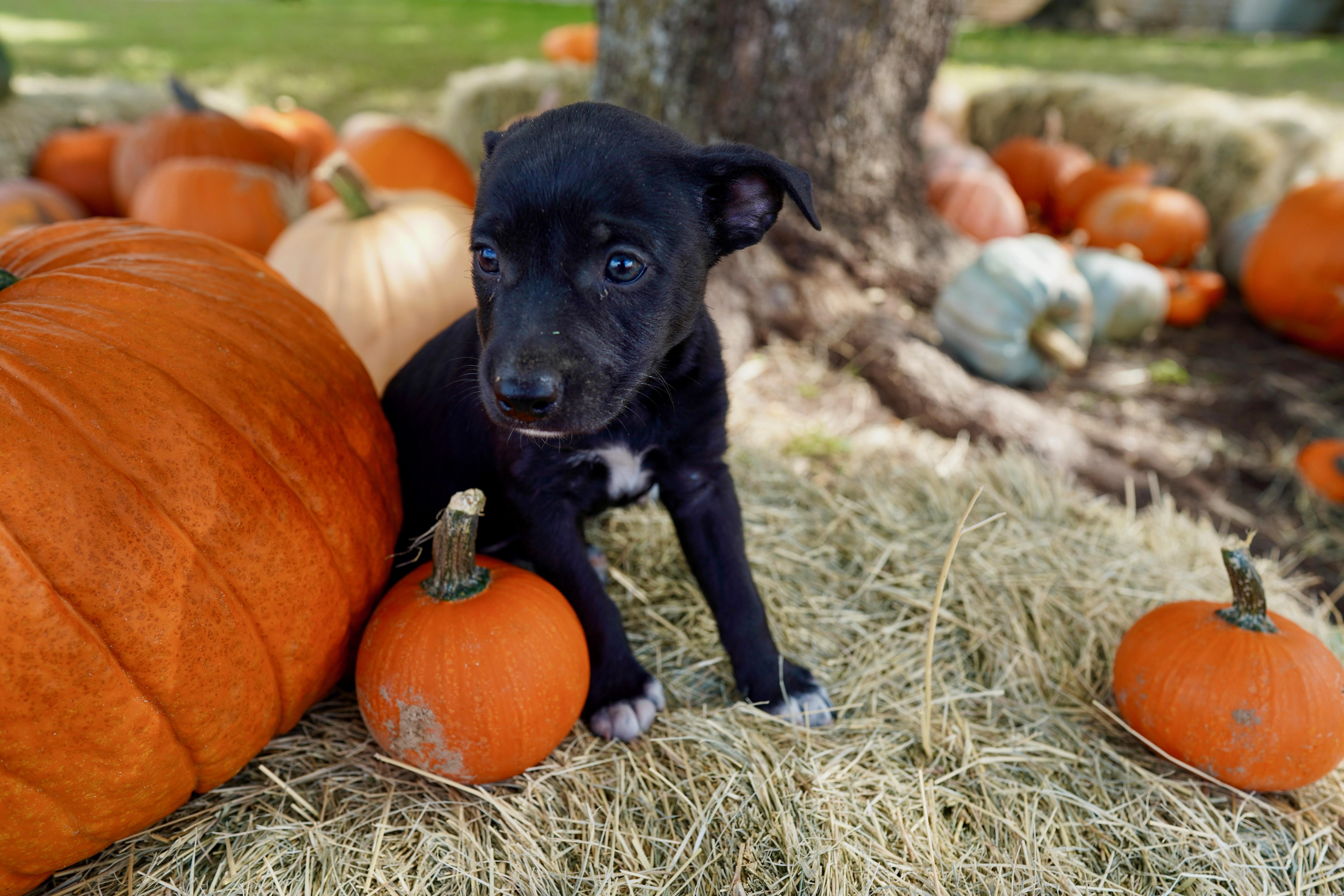 A baby medium-sized male Black Border Collie dog named Tuba for adoption in San Antonio, TX