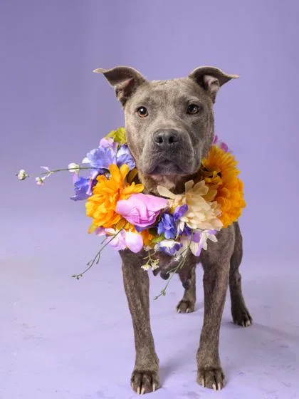 An adult medium-sized female Mixed Breed dog named Victoria for adoption in Atlanta, GA