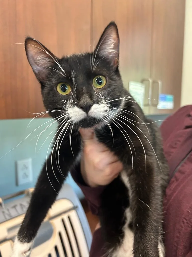 A young medium-sized female Domestic Short Hair cat named Margo Mustache for adoption in Gautier, MS