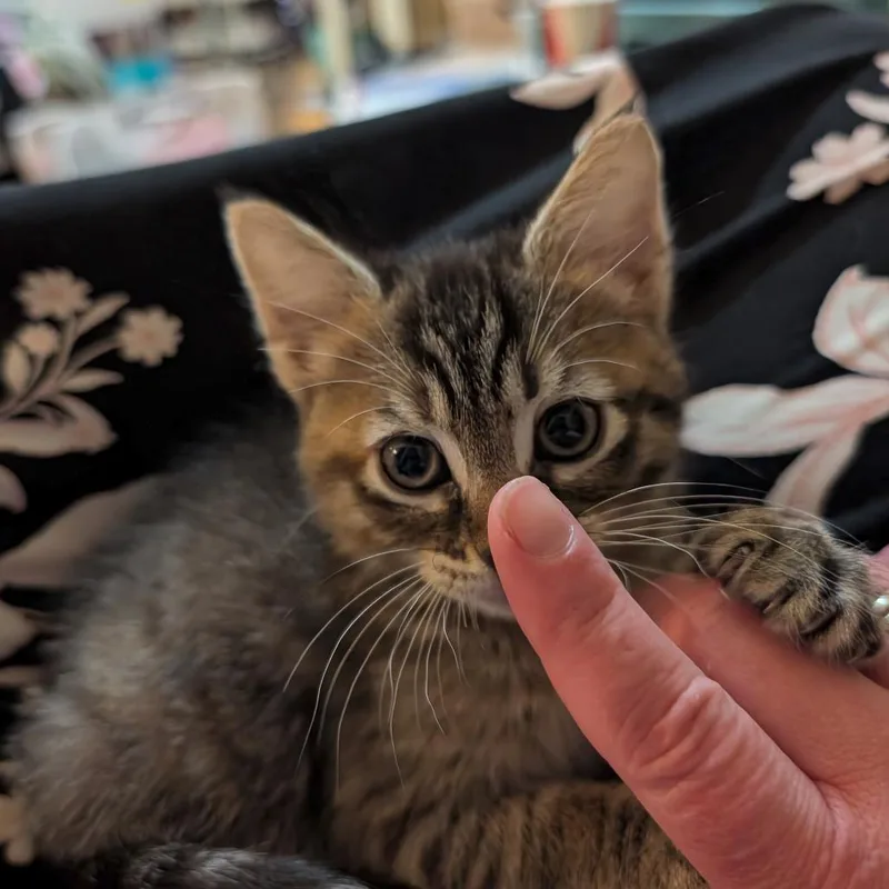 Elsa