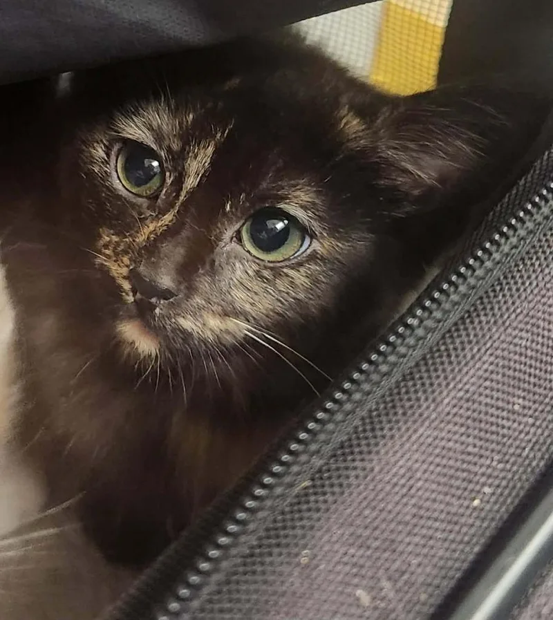A baby medium-sized female Domestic Short Hair cat named Widget for adoption in Republic, MO