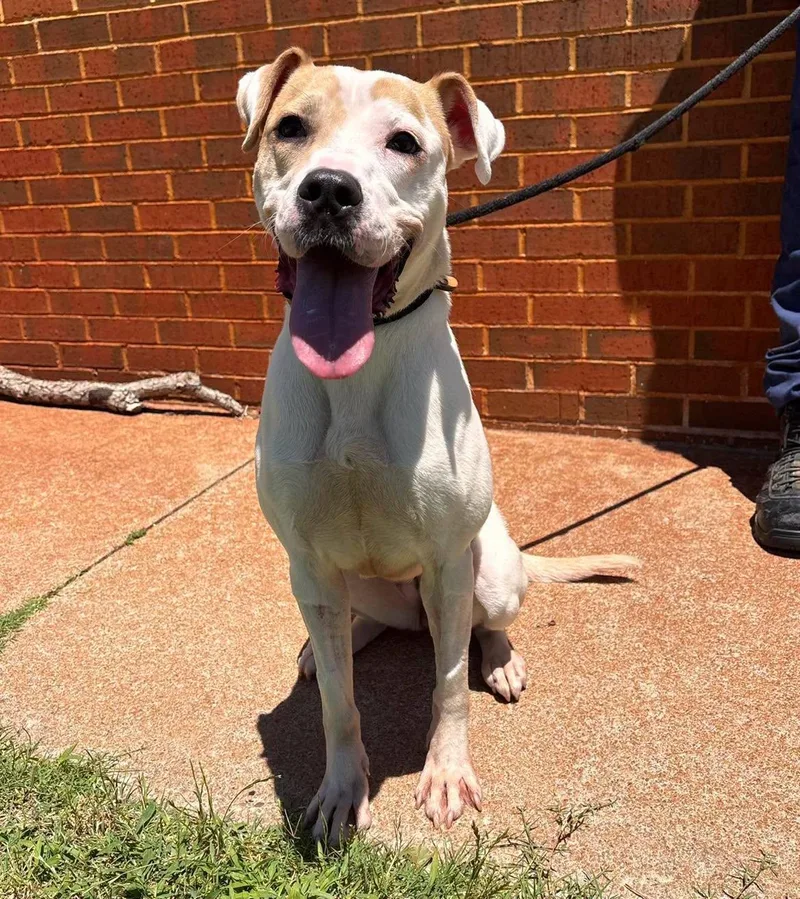 An adult medium-sized female Boxer dog named Kenzie for adoption in Stillwater, OK