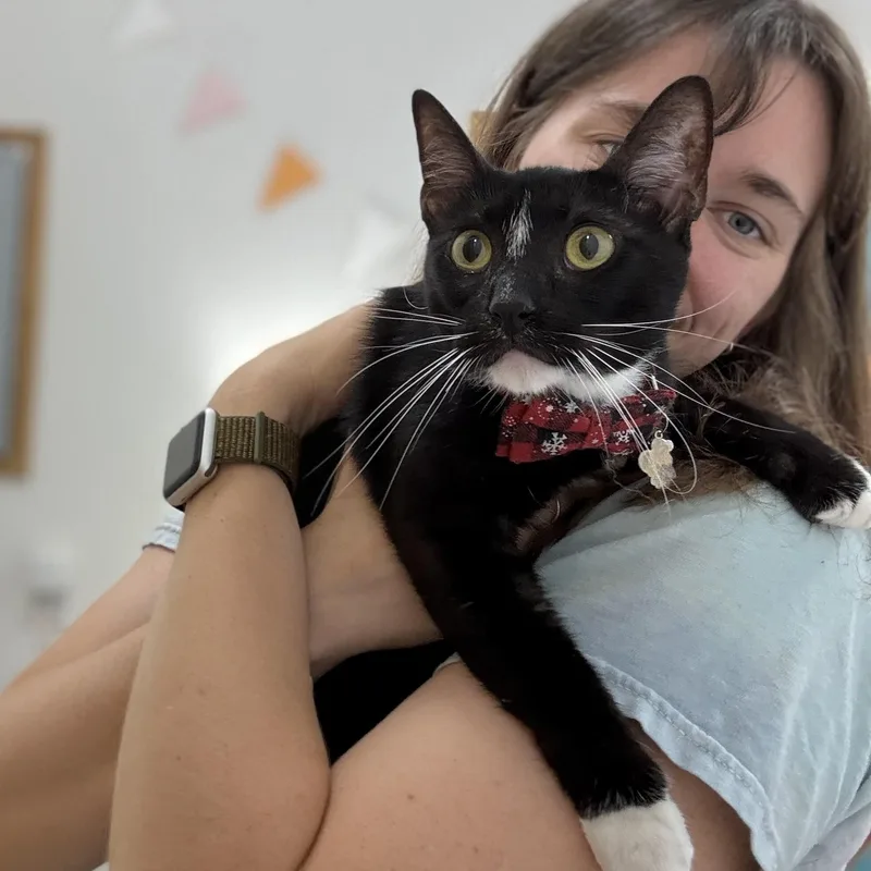 An adult medium-sized female Black & White / Tuxedo Tuxedo cat named Wally Lucy Lou for adoption in Friendswood, TX