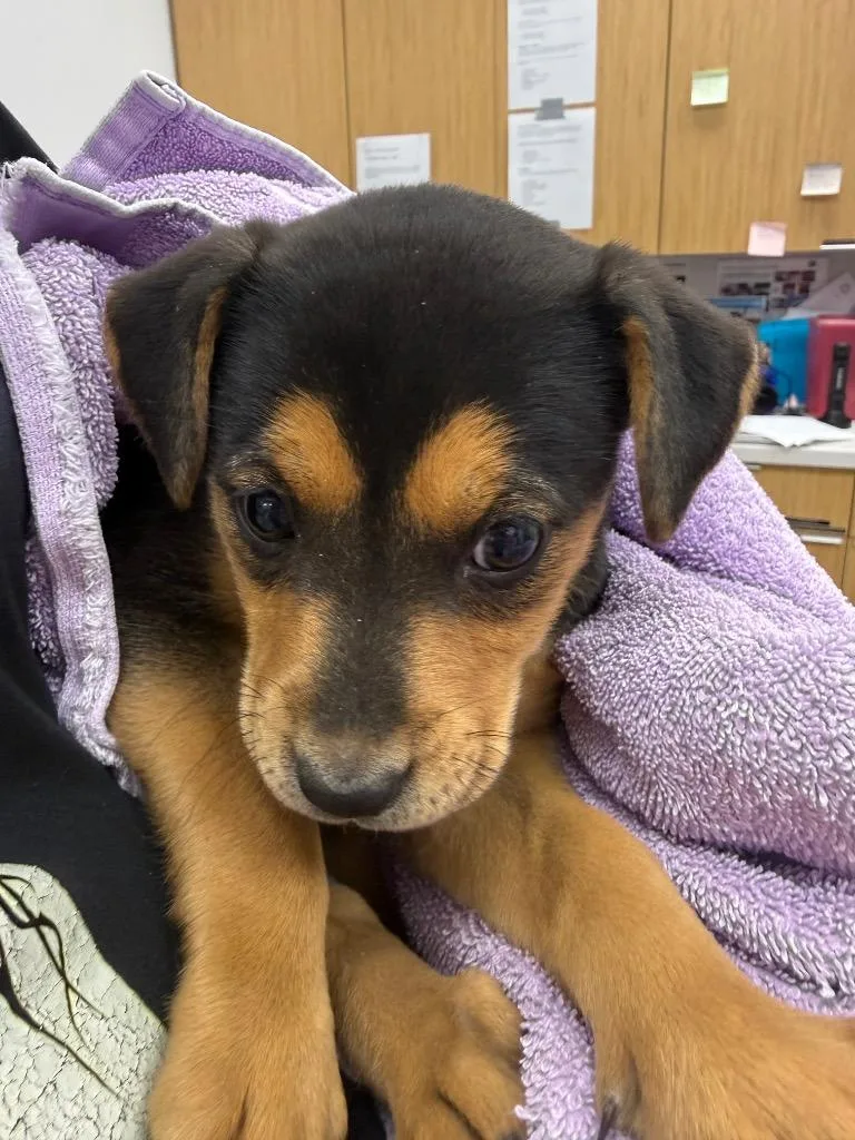 A baby small-sized female Labrador Retriever dog named Lime for adoption in Hartsville, SC