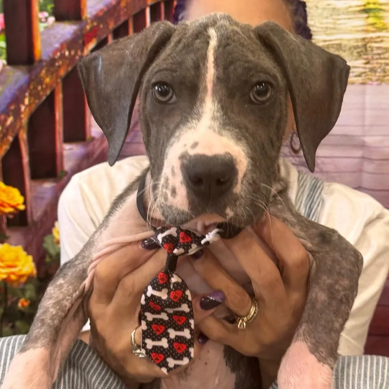 A baby small-sized male Gray / Blue / Silver Black Mouth Cur dog named Mike for adoption in Indiantown, FL
