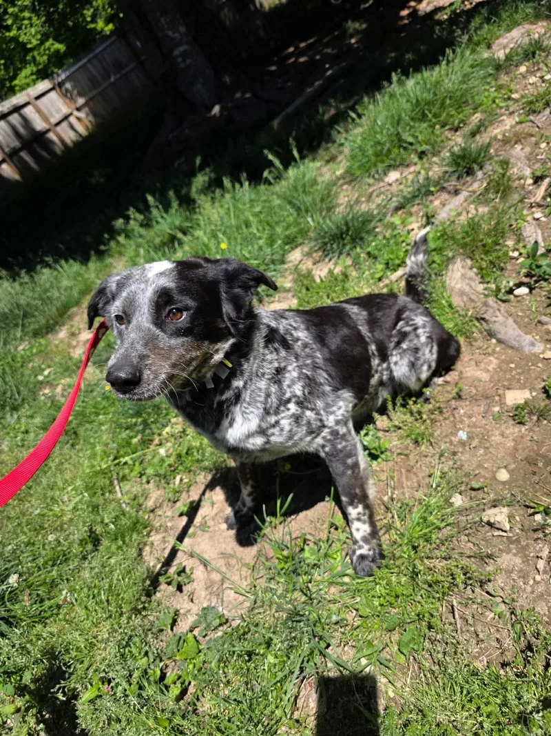 A young medium-sized female Merle (Blue) Australian Cattle Dog / Blue Heeler dog named Emmy for adoption in Westwood, NJ