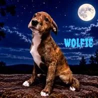 A baby medium-sized male Brindle Mixed Breed dog named Wolfie for adoption in Joliet, IL