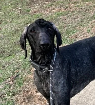 Fozzie Howie thumbnail 3