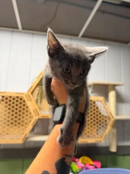 A young medium-sized female Gray / Blue / Silver Domestic Short Hair cat named Sylvia for adoption in Leitchfield, KY
