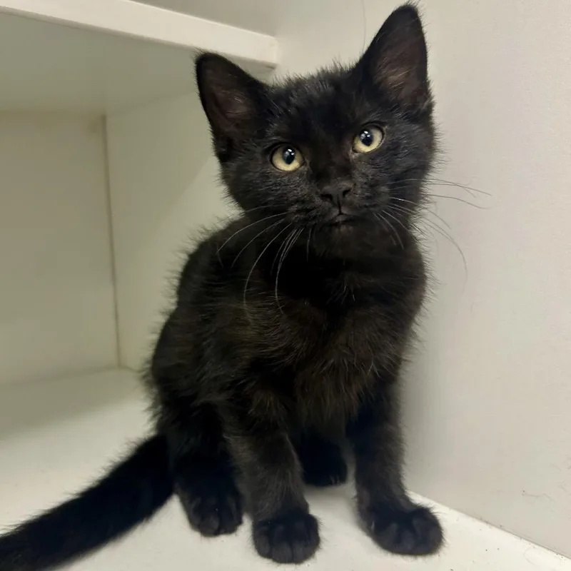 A baby small-sized female Black Domestic Short Hair cat named Kate for adoption in St Joseph, MO