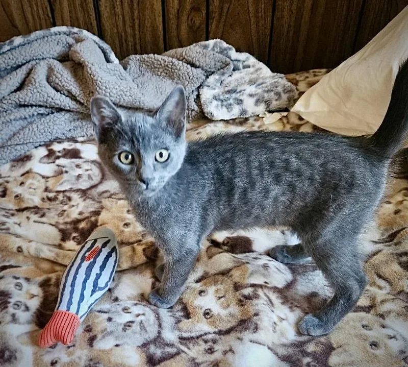 A baby medium-sized male Gray / Blue / Silver Domestic Short Hair cat named GILIGAN  Bonded with for adoption in Fremont, CA