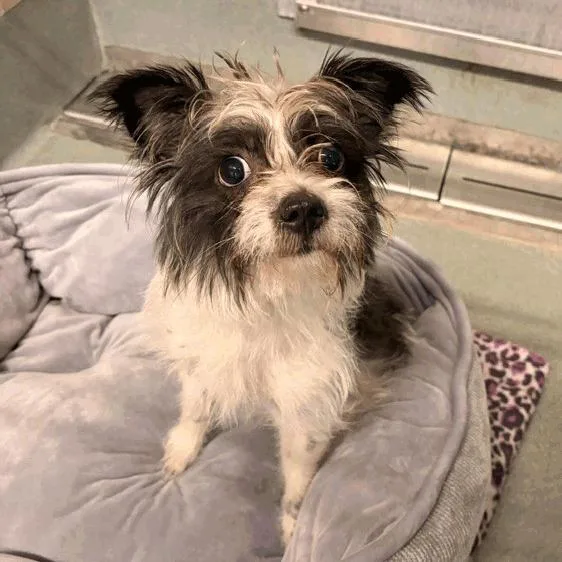 An adult small-sized female Black Mixed Breed dog named Ariel for adoption in Houston, TX