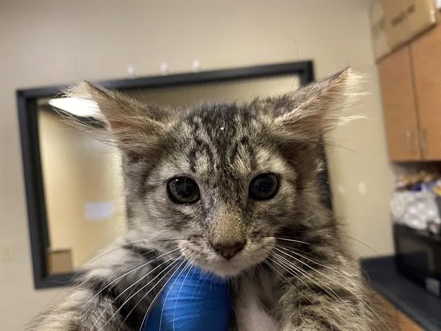A baby small-sized female Domestic Medium Hair cat named A for adoption in Modesto, CA