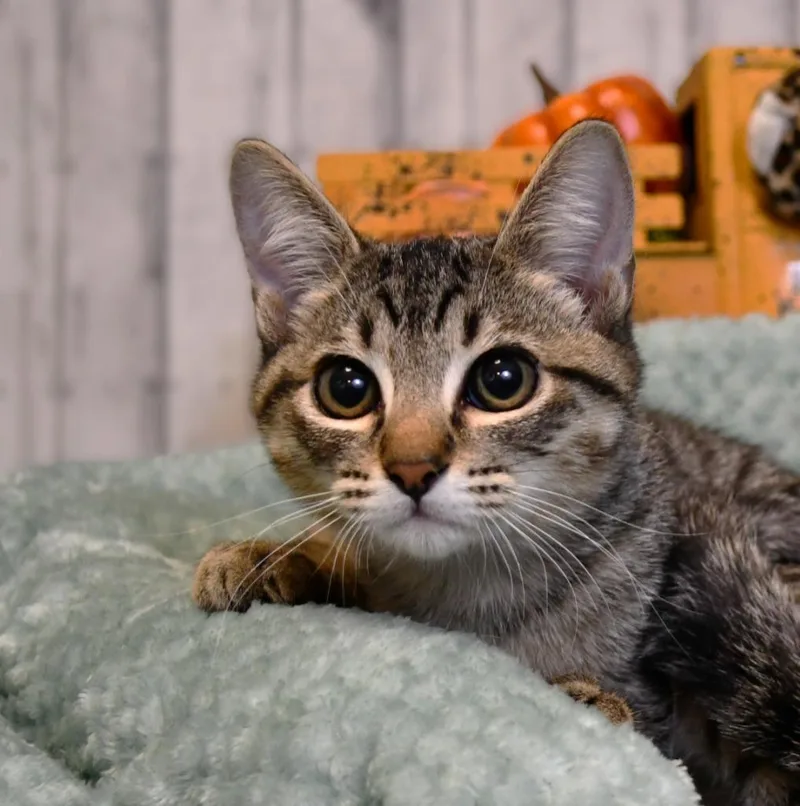 A baby small-sized male Domestic Short Hair cat named Jaxson for adoption in Roanoke, TX