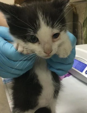 A young small-sized male Domestic Short Hair cat named Tom for adoption in Riverside, CA