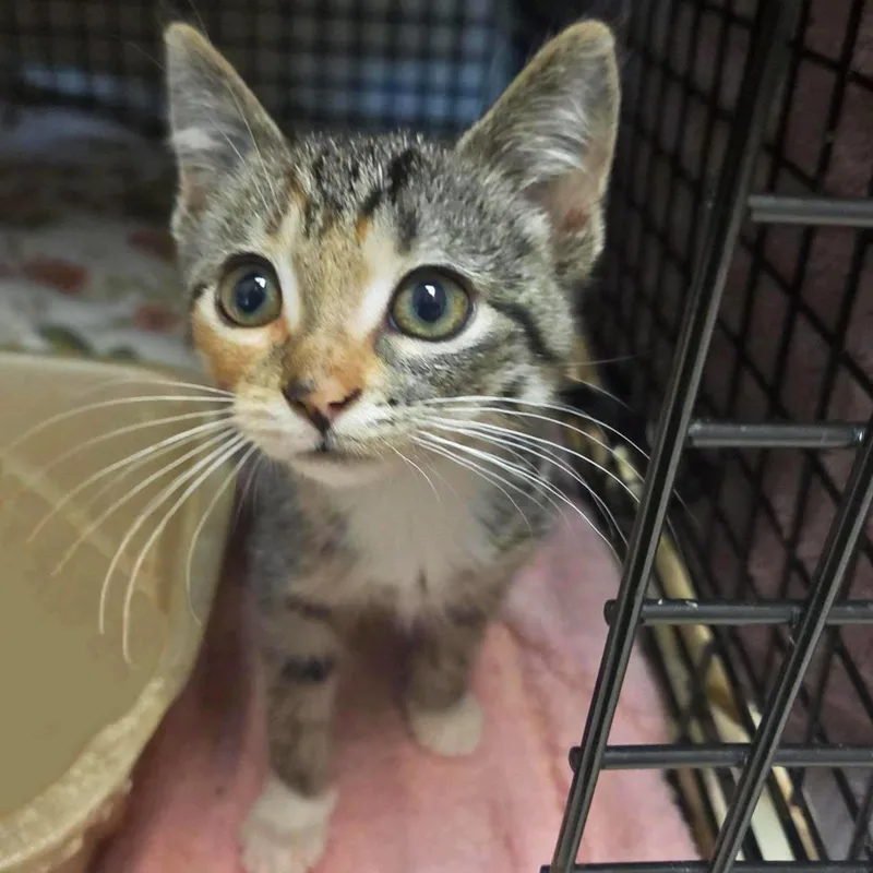 A baby small-sized female Domestic Short Hair cat named Camila for adoption in Plover, WI