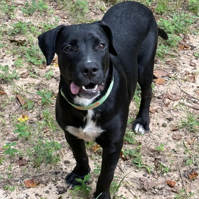 A young medium-sized male Mixed Breed dog named PHSStray for adoption in Pensacola, FL